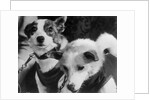 Canine Astronauts Strelka and Belka by Anonymous