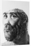 Artist's Recreation of Prehistoric Man's Head by Anonymous