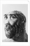 Artist's Recreation of Prehistoric Man's Head by Anonymous