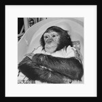 Space Travelling Monkey in Capsule by Anonymous