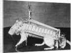 Rodent Regalia by Anonymous