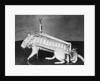 Rodent Regalia by Anonymous