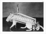 Rodent Regalia by Anonymous
