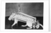 Rodent Regalia by Anonymous