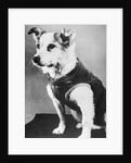 Dog Wearing Sweater by Anonymous
