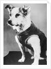 Dog Wearing Sweater by Anonymous