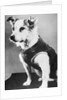 Dog Wearing Sweater by Anonymous