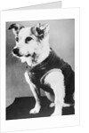 Dog Wearing Sweater by Anonymous