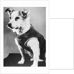 Dog Wearing Sweater by Anonymous