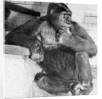 Gorilla by Anonymous