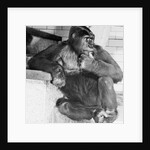 Gorilla by Anonymous