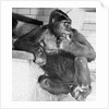 Gorilla by Anonymous