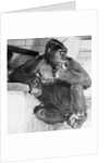 Gorilla by Anonymous