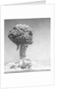 Mushroom Cloud by Anonymous