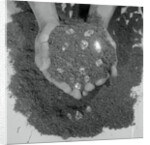 Diamonds Embedded in a Handful of Earth by Anonymous