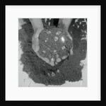 Diamonds Embedded in a Handful of Earth by Anonymous