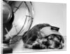 Cocker Spaniel Keeping Cool with Electric Fan by Corbis