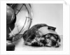 Cocker Spaniel Keeping Cool with Electric Fan by Corbis