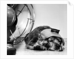 Cocker Spaniel Keeping Cool with Electric Fan by Corbis