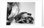 Cocker Spaniel Keeping Cool with Electric Fan by Corbis