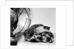 Cocker Spaniel Keeping Cool with Electric Fan by Corbis