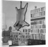 Lion Hanging on Ernest Hemingway's Wall by Anonymous