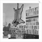 Lion Hanging on Ernest Hemingway's Wall by Anonymous