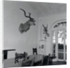 Animal Busts Hanging in Ernest Hemingway's Home by Anonymous