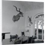 Animal Busts Hanging in Ernest Hemingway's Home by Anonymous