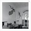 Animal Busts Hanging in Ernest Hemingway's Home by Anonymous