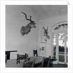 Animal Busts Hanging in Ernest Hemingway's Home by Anonymous