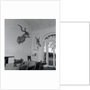 Animal Busts Hanging in Ernest Hemingway's Home by Anonymous