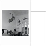 Animal Busts Hanging in Ernest Hemingway's Home by Anonymous