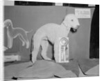 Dog Posing With Its Blue Ribbon by Anonymous