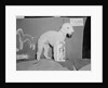 Dog Posing With Its Blue Ribbon by Anonymous