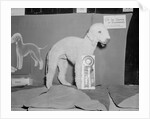 Dog Posing With Its Blue Ribbon by Anonymous