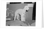 Dog Posing With Its Blue Ribbon by Anonymous