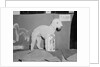 Dog Posing With Its Blue Ribbon by Anonymous