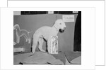 Dog Posing With Its Blue Ribbon by Anonymous