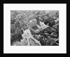 Aerial View of New York Coliseum by Anonymous