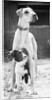 Small Dog Standing Under Great Dane by Anonymous