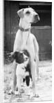 Small Dog Standing Under Great Dane by Anonymous