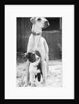 Small Dog Standing Under Great Dane by Anonymous