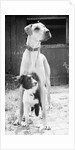 Small Dog Standing Under Great Dane by Anonymous
