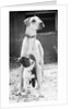 Small Dog Standing Under Great Dane by Anonymous