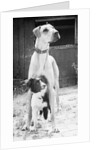 Small Dog Standing Under Great Dane by Anonymous