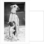 Small Dog Standing Under Great Dane by Anonymous