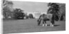 Young Horse Grazing on Grass by Anonymous