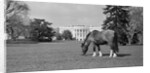 Young Horse Grazing on Grass by Anonymous