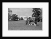 Young Horse Grazing on Grass by Anonymous